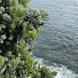 Tea towel, Clifftop Walk Vaucluse