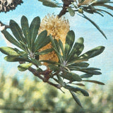 Tea towel Coastal Banksia