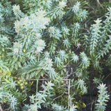 Tea towels The Coastal Foliage Collection