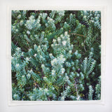 Napkin Coastal Rosemary