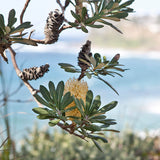 Cards "Coastal Banksia"