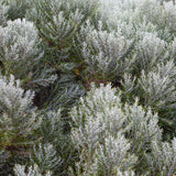 Cards "Coastal Daisy Bush"