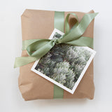 Cards "Coastal Daisy Bush"