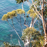 Cards "Mollymook Gums"