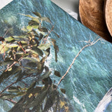 Tea towel Mollymook Gums