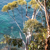 Tea towel Mollymook Gums