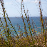 Linen Pillow Case in Bilgola Coastal Walk