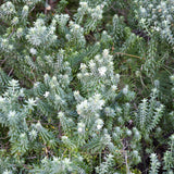 Tea towel Coastal Rosemary