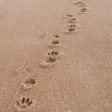 Tea towel Palm Beach Paw Prints