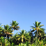 Tea towel Port Douglas Palms