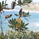 Card (large) "Coastal Banksia"