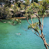 Cards (large) "Parsley Bay"