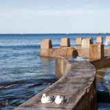 Tea towel Seagulls at Coogee Ocean Pool